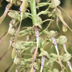 Photographie n°167899 du taxon Himantoglossum hircinum (L.) Spreng. [1826]