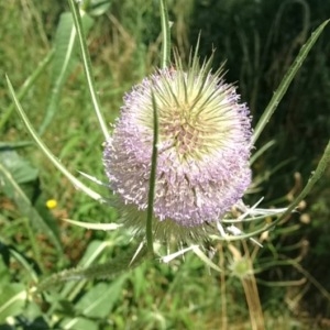 Photographie n°167931 du taxon Dipsacus fullonum L. [1753]