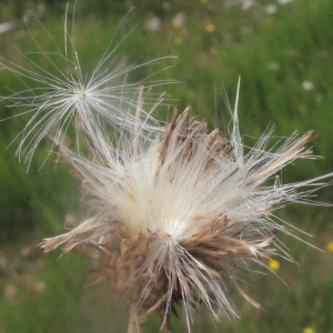 Photographie n°167948 du taxon Carduus vivariensis Jord. [1846]