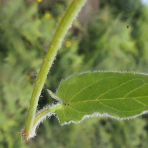 Photographie n°167952 du taxon Prunella hastifolia Brot. [1804]