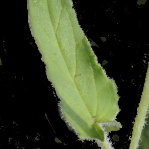 Photographie n°167953 du taxon Prunella hastifolia Brot. [1804]