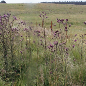 Photographie n°167964 du taxon Cirsium palustre (L.) Scop. [1772]