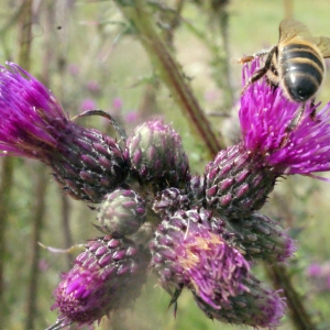 Photographie n°167969 du taxon Cirsium palustre (L.) Scop. [1772]