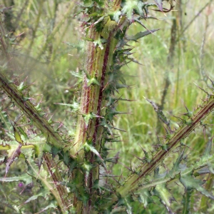 Photographie n°167971 du taxon Cirsium palustre (L.) Scop. [1772]