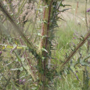 Photographie n°167972 du taxon Cirsium palustre (L.) Scop. [1772]