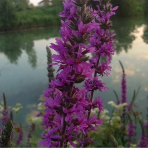 Photographie n°167987 du taxon Lythrum salicaria L. [1753]