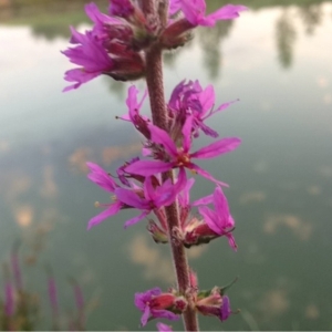 Photographie n°167989 du taxon Lythrum salicaria L. [1753]