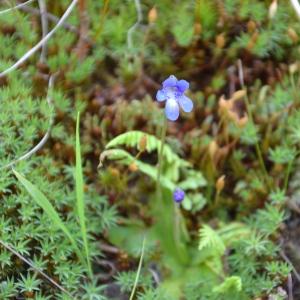 Photographie n°167998 du taxon Pinguicula vulgaris L. [1753]