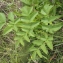  Liliane Roubaudi - Angelica sylvestris L. [1753]