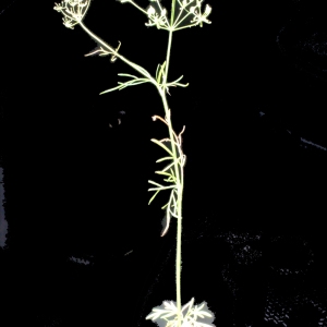  - Conopodium majus (Gouan) Loret [1886]