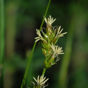  - Carex muricata L. [1753]