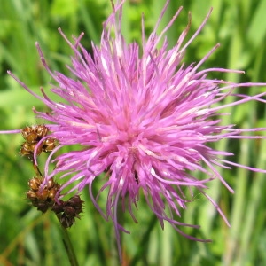 Cirsium tuberosum proles anglicum (Lam.) Rouy (Cirse d'Angleterre)