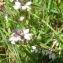  Jean-Claude Echardour - Polygala serpyllifolia Hosé [1797]