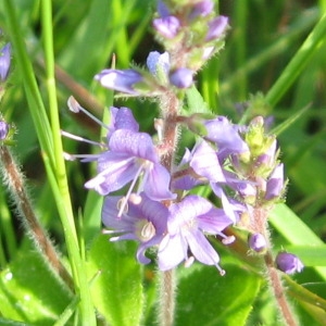 Photographie n°168056 du taxon Veronica officinalis L. [1753]