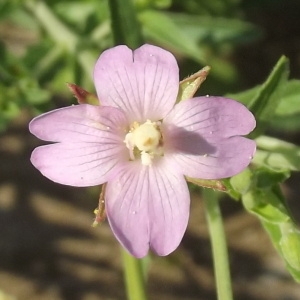 Epilobium menthoides Boiss. & Heldr. (Épilobe à petites fleurs)