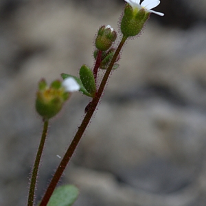 Photographie n°168062 du taxon Saxifraga tridactylites L. [1753]