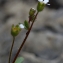  Daniel K - Saxifraga tridactylites L. [1753]