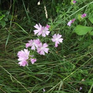 Photographie n°168072 du taxon Malva moschata L. [1753]