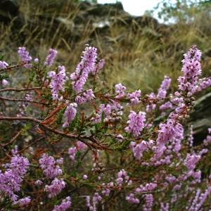 Photographie n°168073 du taxon Calluna vulgaris (L.) Hull