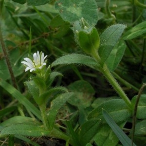 Photographie n°168074 du taxon Cerastium fontanum Baumg. [1816]