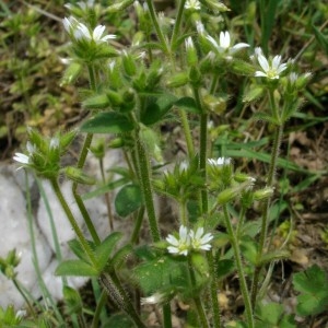 Photographie n°168076 du taxon Cerastium fontanum Baumg. [1816]