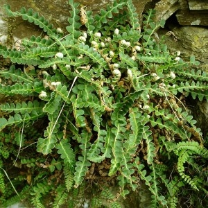  - Asplenium ceterach subsp. ceterach