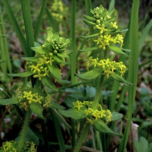 Photographie n°168083 du taxon Cruciata laevipes Opiz [1852]