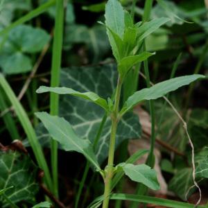 Photographie n°168113 du taxon Epilobium lanceolatum Sebast. & Mauri [1818]