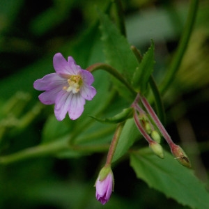 Photographie n°168141 du taxon Epilobium lanceolatum Sebast. & Mauri [1818]