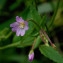  Marc Chouillou - Epilobium lanceolatum Sebast. & Mauri [1818]