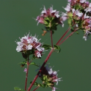 Photographie n°168145 du taxon Origanum vulgare L. [1753]