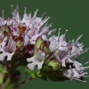 Photographie n°168149 du taxon Origanum vulgare L. [1753]