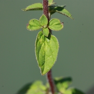 Photographie n°168150 du taxon Origanum vulgare L. [1753]