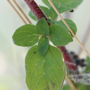 Photographie n°168157 du taxon Origanum vulgare L. [1753]