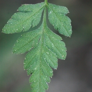 Photographie n°168182 du taxon Torilis japonica (Houtt.) DC. [1830]