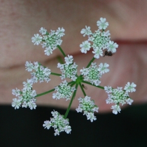 Caucalis anthriscus (L.) Huds. (Torilis du Japon)