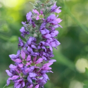 Photographie n°168268 du taxon Lythrum salicaria L. [1753]