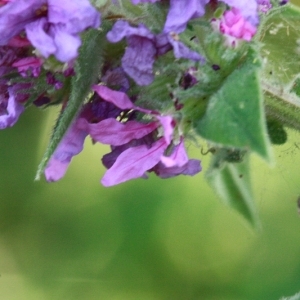 Photographie n°168271 du taxon Lythrum salicaria L. [1753]