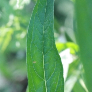 Photographie n°168275 du taxon Lythrum salicaria L. [1753]