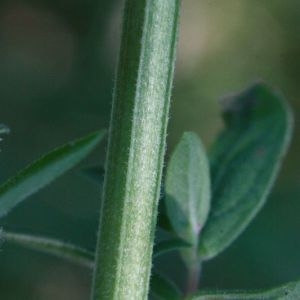 Photographie n°168276 du taxon Lythrum salicaria L. [1753]