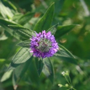 Photographie n°168280 du taxon Lythrum salicaria L. [1753]