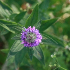 Photographie n°168281 du taxon Lythrum salicaria L. [1753]