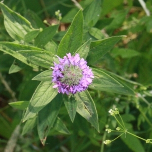 Photographie n°168283 du taxon Lythrum salicaria L. [1753]