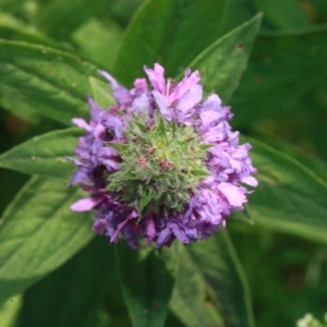 Photographie n°168284 du taxon Lythrum salicaria L. [1753]