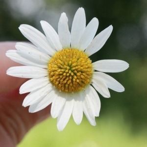 Photographie n°168286 du taxon Leucanthemum vulgare Lam. [1779]