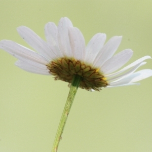 Photographie n°168290 du taxon Leucanthemum vulgare Lam. [1779]