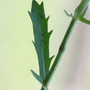Photographie n°168292 du taxon Leucanthemum vulgare Lam. [1779]