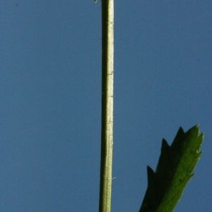 Photographie n°168293 du taxon Leucanthemum vulgare Lam. [1779]