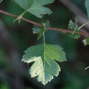 Photographie n°168322 du taxon Crataegus monogyna Jacq. [1775]