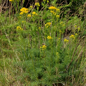 Photographie n°168323 du taxon Jacobaea adonidifolia (Loisel.) Mérat [1812]